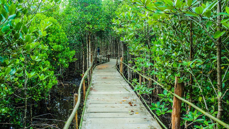 SUNDARBANS MANGROVE FOREST